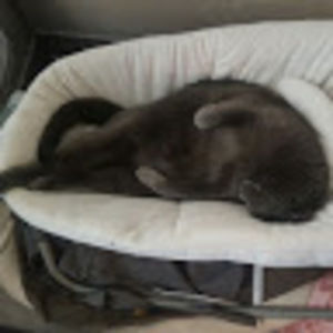 Meet your Posher, Chelsea